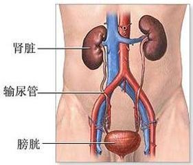 [安庆哪家男科医院正规]突然尿频可能得了急性膀胱炎？